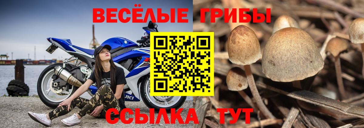 Галлюциногенные грибы Magic Shrooms  Вход с VPN  Галлюциногенные грибы Psilocybe  Ростов-на-Дону 